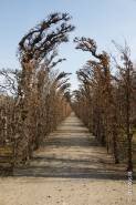 Österreich: Garten Schönbrunn © Peter Hollos