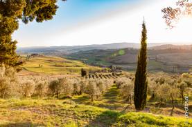 Italien: Toskana © Peter Hollos