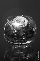 Produktfoto - Sill life #Rose